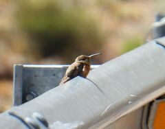 Oreotrochilus estella