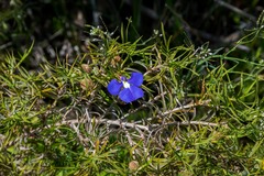 Lobelia tenuior