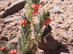 Oreotrochilus estella