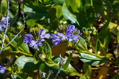 Scaevola crassifolia