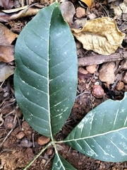 Melicope lunu-ankenda