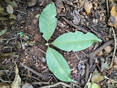 Melicope lunu-ankenda