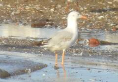 Chroicocephalus genei