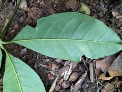 Melicope lunu-ankenda