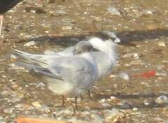 Thalasseus sandvicensis