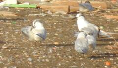 Thalasseus sandvicensis