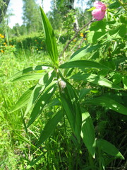 Lilium martagon pilosiusculum