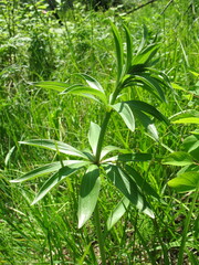Lilium martagon pilosiusculum