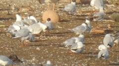 Thalasseus sandvicensis