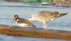 Haematopus ostralegus