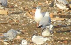 Thalasseus sandvicensis