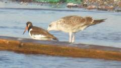 Haematopus ostralegus