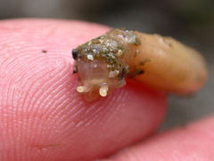 Leptosynapta clarki