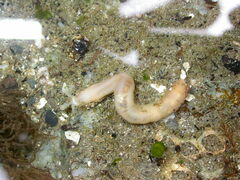 Leptosynapta clarki