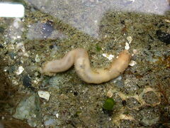 Leptosynapta clarki