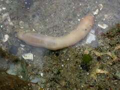 Leptosynapta clarki