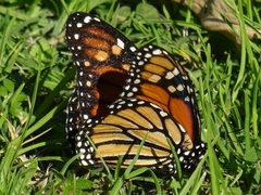 Danaus plexippus
