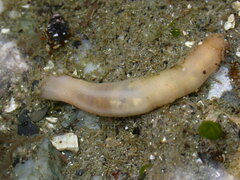 Leptosynapta clarki