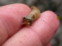 Leptosynapta clarki