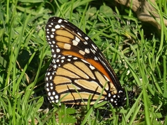 Danaus plexippus
