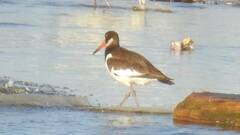 Haematopus ostralegus