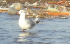 Chroicocephalus ridibundus