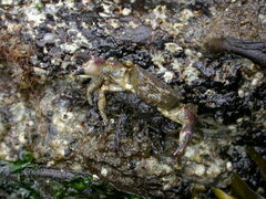 Lophopanopeus bellus