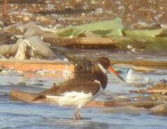 Haematopus ostralegus