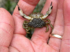 Lophopanopeus bellus