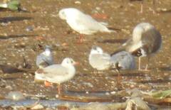 Chroicocephalus ridibundus