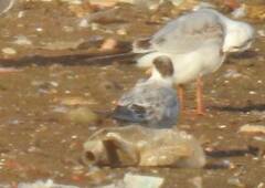 Chroicocephalus ridibundus