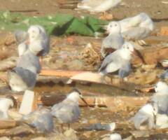 Thalasseus sandvicensis