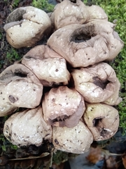 Apioperdon pyriforme