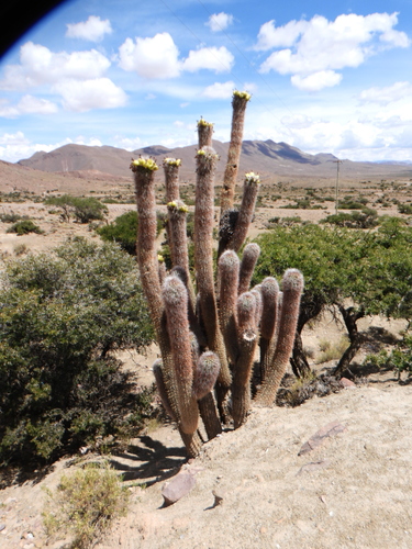 Image of Oreocereus celsianus by no rights reserved