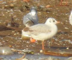 Chroicocephalus ridibundus