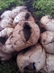 Apioperdon pyriforme