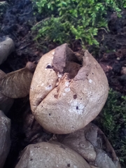 Apioperdon pyriforme