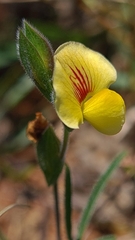 Zornia linearis