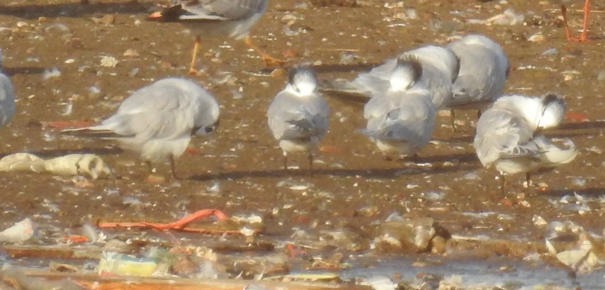 Sandwich Tern