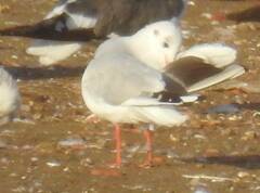 Chroicocephalus ridibundus