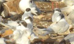 Thalasseus sandvicensis