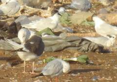 Thalasseus sandvicensis