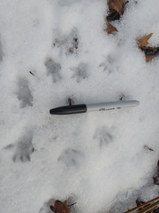 Didelphis virginiana