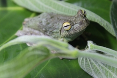 Itapotihyla langsdorffii