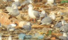 Chroicocephalus ridibundus