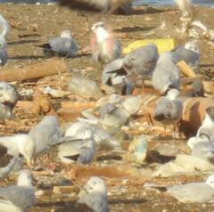 Thalasseus sandvicensis