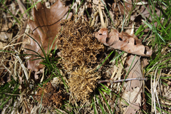 Andricus caputmedusae