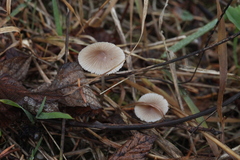 Mycena metata