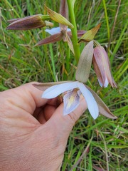 Eulophia ovalis