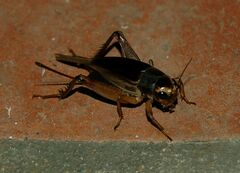 Teleogryllus